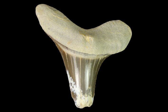 Fossil Shark (Cretoxyrhina) Tooth - Kansas #142947